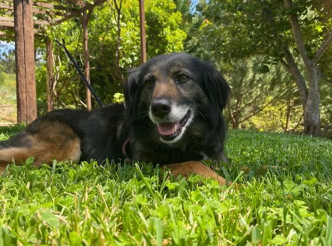 Casa Riotempo + Jangada 別荘